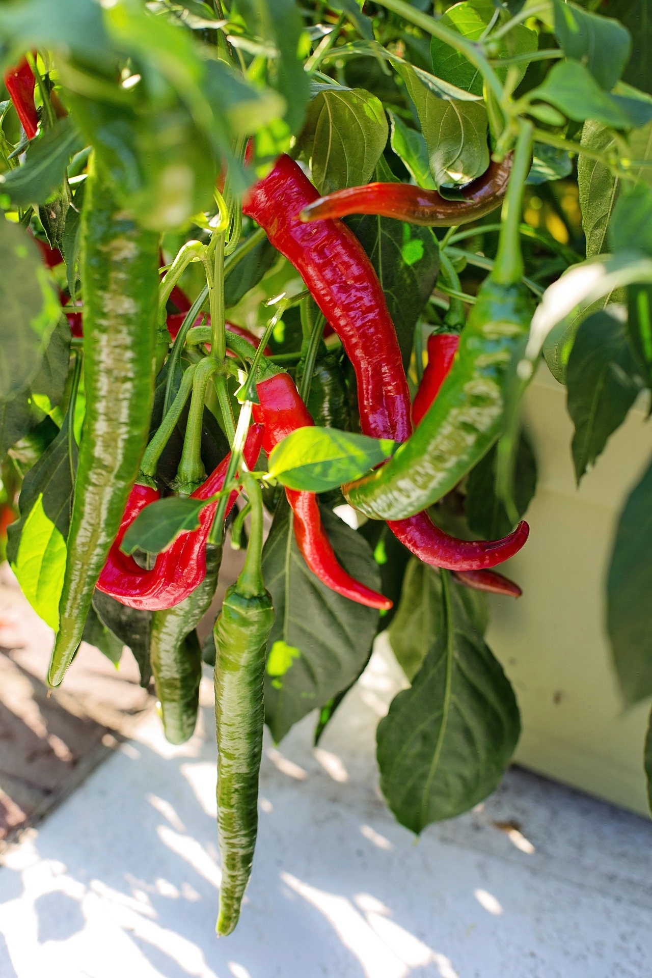 50 Long Slim Cayenne Hot Pepper Seeds Organic Heirloom Open Etsy India