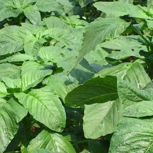 May include: A close-up of a lush green amaranth plant with large, textured leaves.