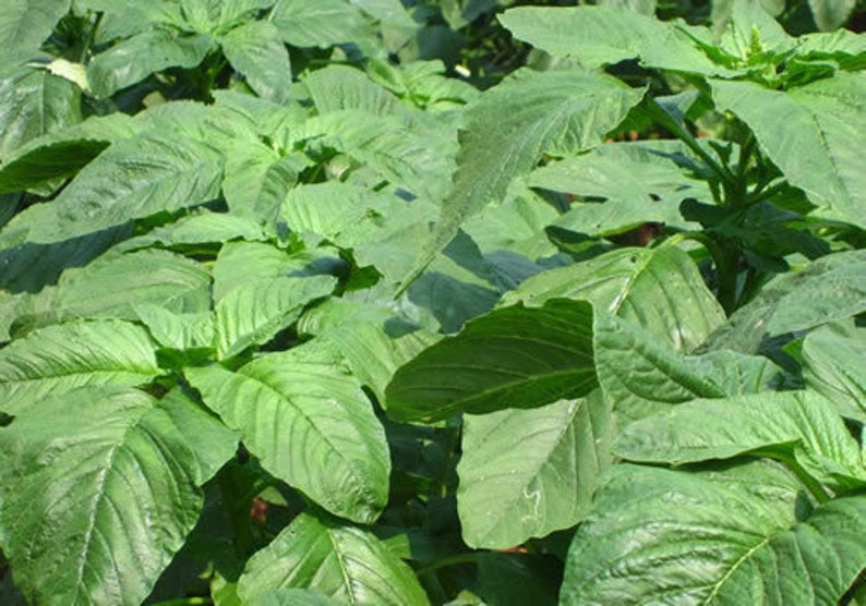 May include: A close-up of a lush green amaranth plant with large, textured leaves.