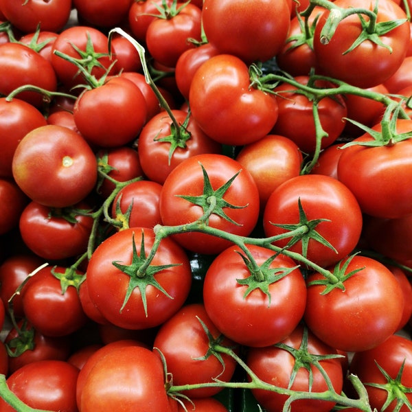 Free Shipping, 25-50 Thessaloniki Tomato Seeds Organic non-GMO. Indeterminate and Disease Resistant. Meaty, Lots of Flavor for Salads Burger