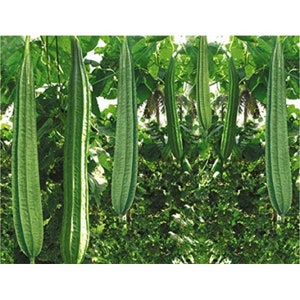 May include: Close-up of several long, green, smooth, ribbed gourds hanging from a vine in a lush green garden.