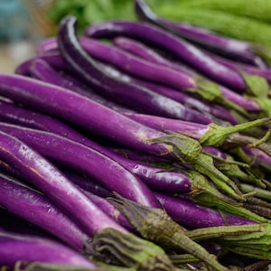 SPEDIZIONE GRATUITA 50+ Long Desi Brinjal Vanga Semi di melanzane giapponesi Biologiche non OGM Heirloom. Melanzane blu scuro lunghe per panini al curry