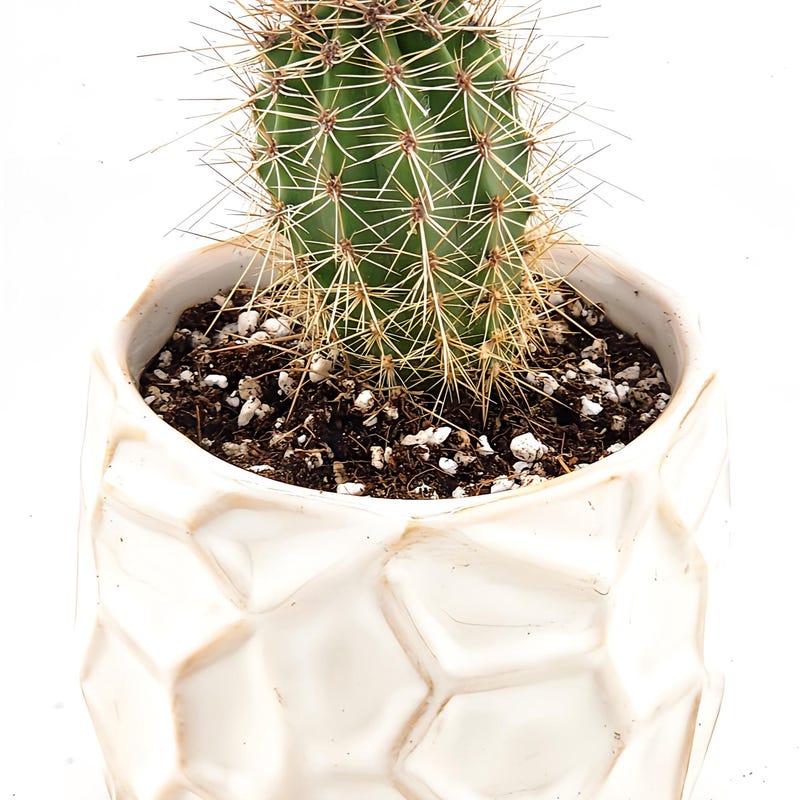 Saguaro Cactus Ceramic Diffuser Gift Set, Cactus Cutting Grass