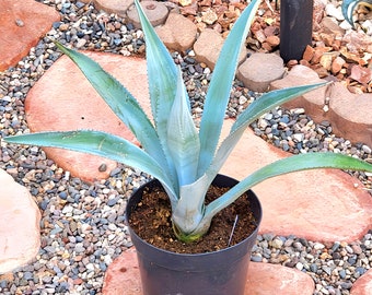 LANDSCAPE QUALITY, 1 Live Rooted Blue Agave Cactus, Agave Americana, Century Plant, 16+" Tall (16A)