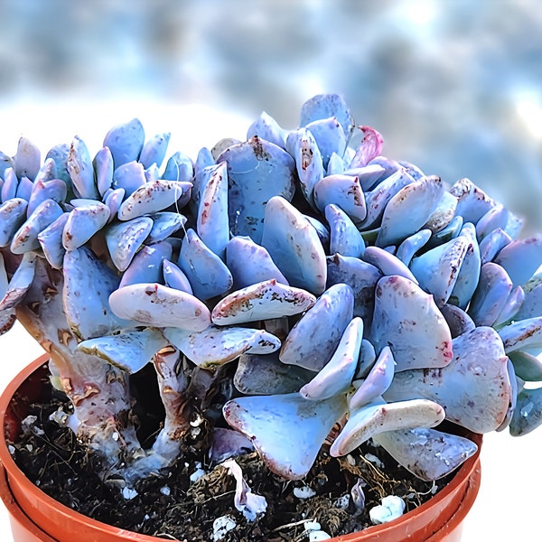 Crested Succulent, Echeveria Cubic Frost Crest, 4"