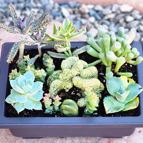 Rare Succulent Plant Arrangement, Small Table Decor, Brain Cactus- Mammillaria Elongata Cristata, Totem Pole Cactus, Dwarf Butterfly Agave