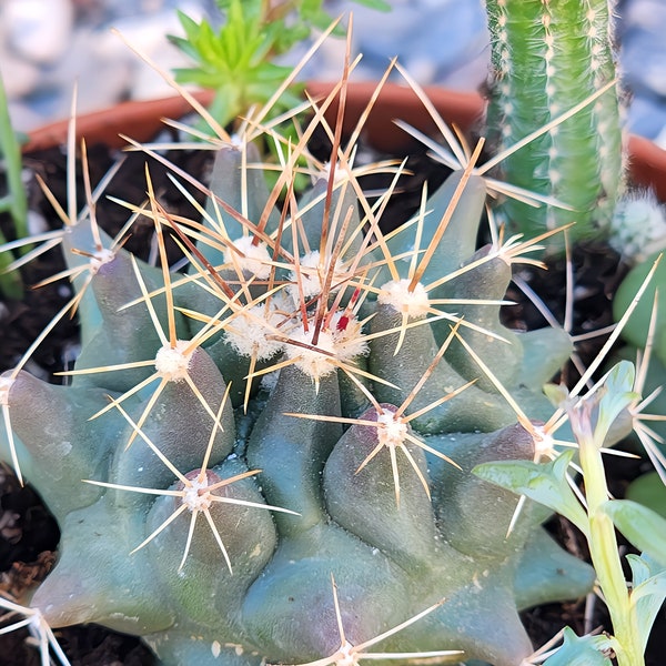 Live Mini Cactus & Succulent Plant Arrangement, Small Table Decor, 6 inch Pot, Thelocactus, Microdasys Var Microdasys, Sedum Burrito