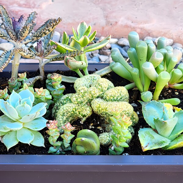 Rare Succulents Arrangement, Brain Cactus Mammillaria elongata Cristata, Mother of Millions, Small Totem Pole Cactus, Dwarf Butterfly Agave