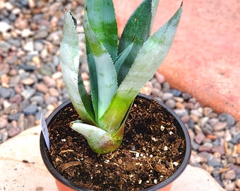 LANDSCAPE QUALITY, 1 Live Rooted Blue Agave Cactus, Agave Americana, Century Plant, 8" Tall (2AB)