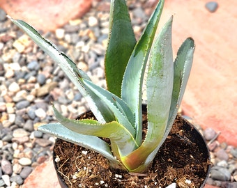 LANDSCAPE QUALITY, 1 Live Rooted Blue Agave Cactus, Agave Americana, Century Plant, 8" Tall (1AB)