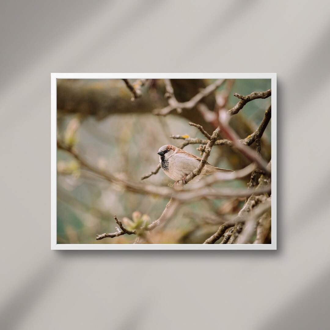 Earth Tone Wall Art Bird Photography Prints Nature Digital Etsy