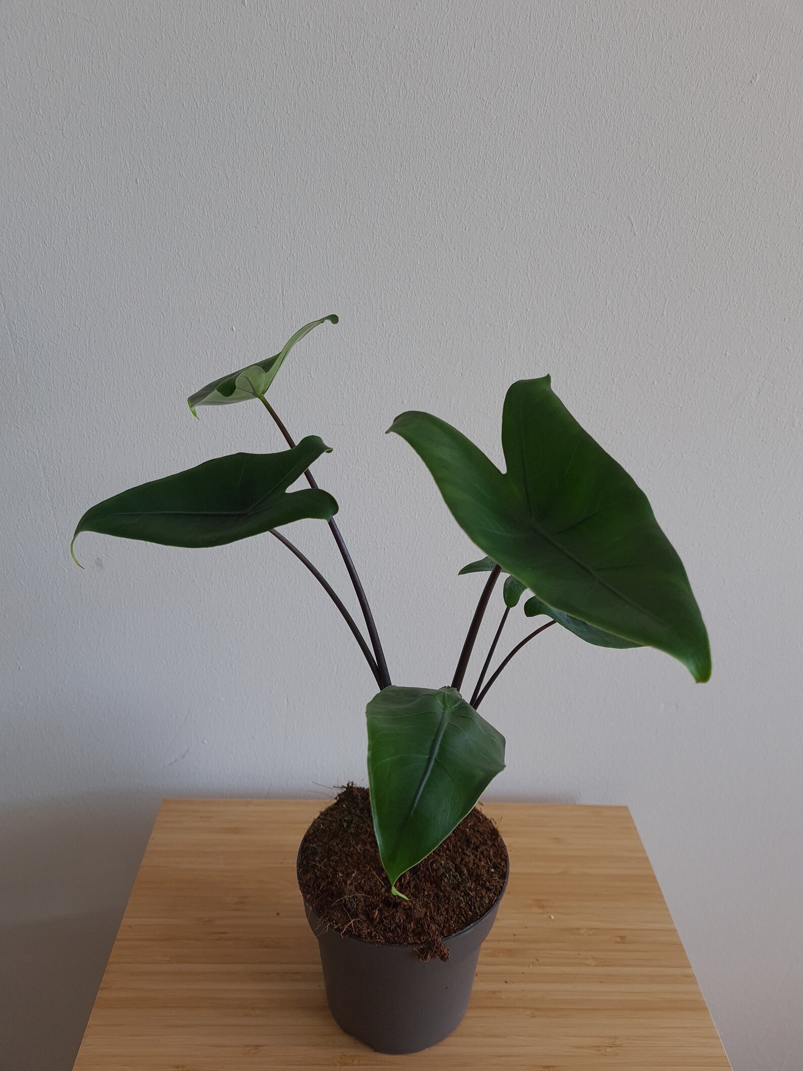 Alocasia Zebrina Black Stem Etsy