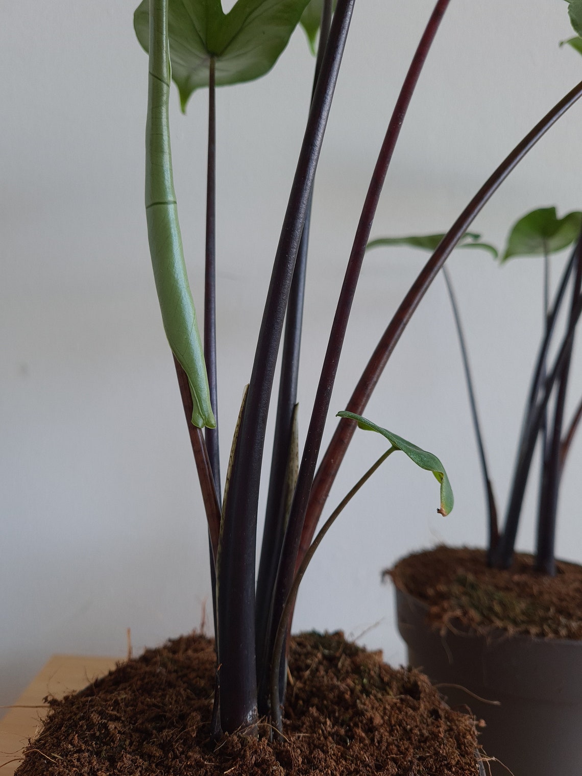 Alocasia Zebrina Black Stem Etsy