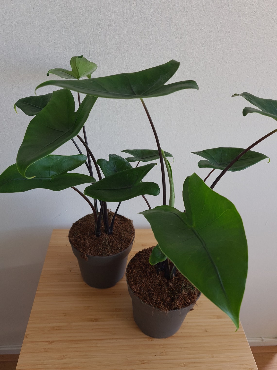 Alocasia Zebrina Black Stem Etsy