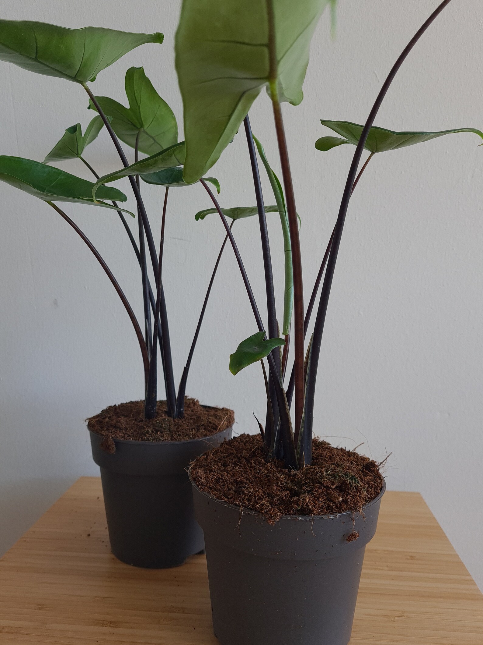 Alocasia Zebrina Black Stem Etsy