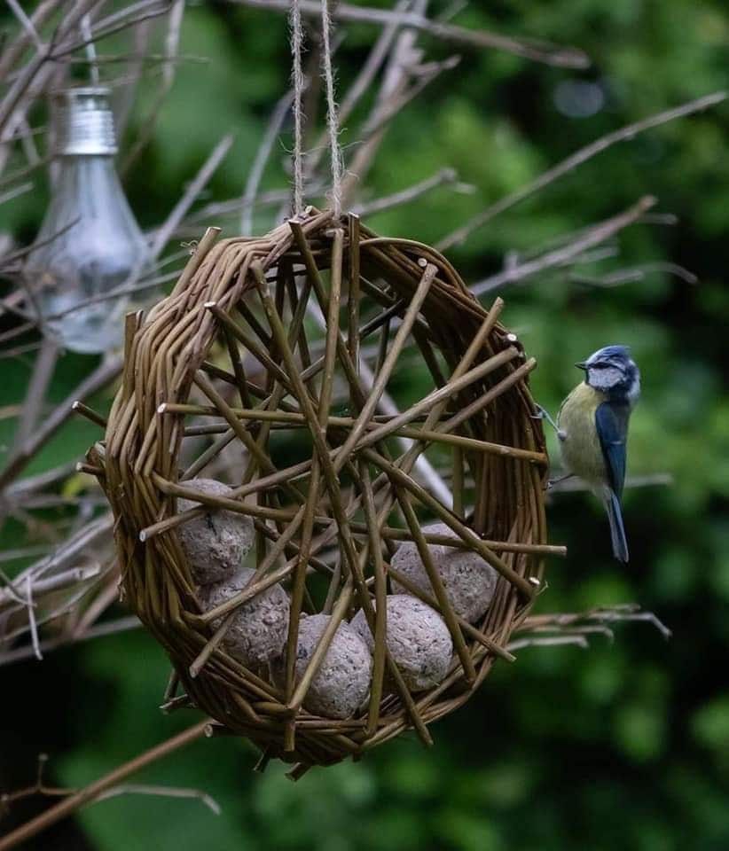 Hanging Willow Bird Feeder Etsy UK
