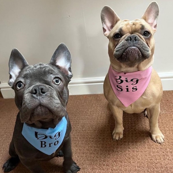 Big Brother, Big Sister  Slide on Dog Bandanas, Baby Reveal Bandanas, Personalised Bandanas Promoted to Big Sister Promoted to Big Brother