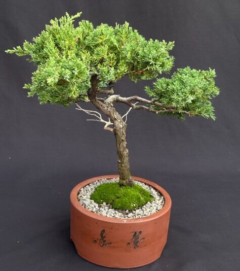 Juniper Bonsai Tree Plant Trained in Jin Style juniper Procumbens Nana ...