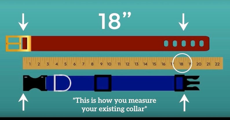 May include: An illustration showing how to measure a dog collar. A red collar and a blue collar are displayed above a ruler. The image shows the measurement is 18 inches.