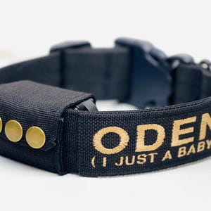 May include: Black dog collar with gold embroidered text that reads "ODEN (I JUST A BABY)". The collar has a black plastic buckle and three gold rivets. The collar is designed for a pet.