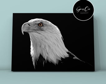 Bald Eagle in B&W