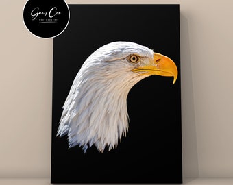 Bald Eagle Head