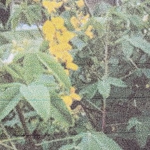Chipilin Seeds/Semillas de Chipilin, Guatemala Long Leaf, Bio, 50 graines !