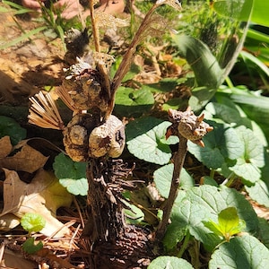 Acorn people, nightmares, monsters, fairies