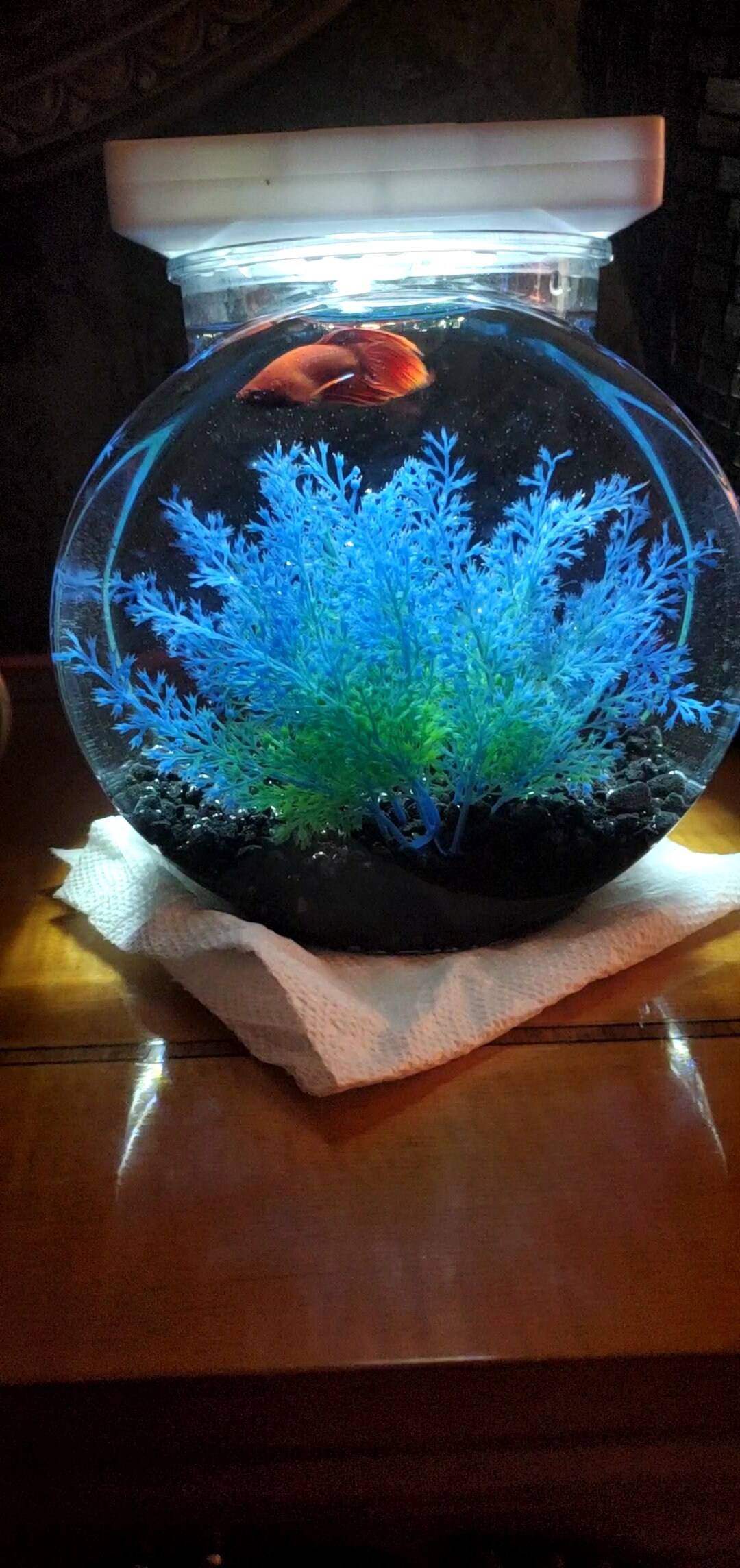 DIY betta tank | Etsy