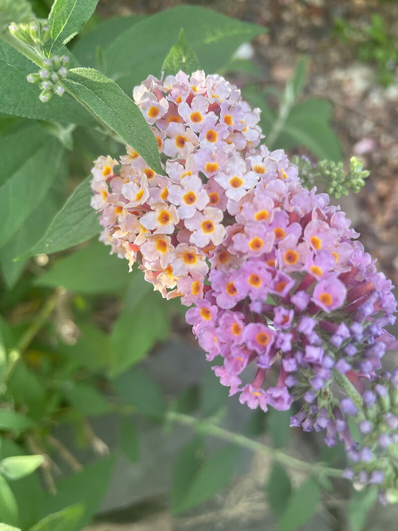 1 Bicolor Butterfly Bushes Kaleidoscope Butterfly Bush 610 Etsy