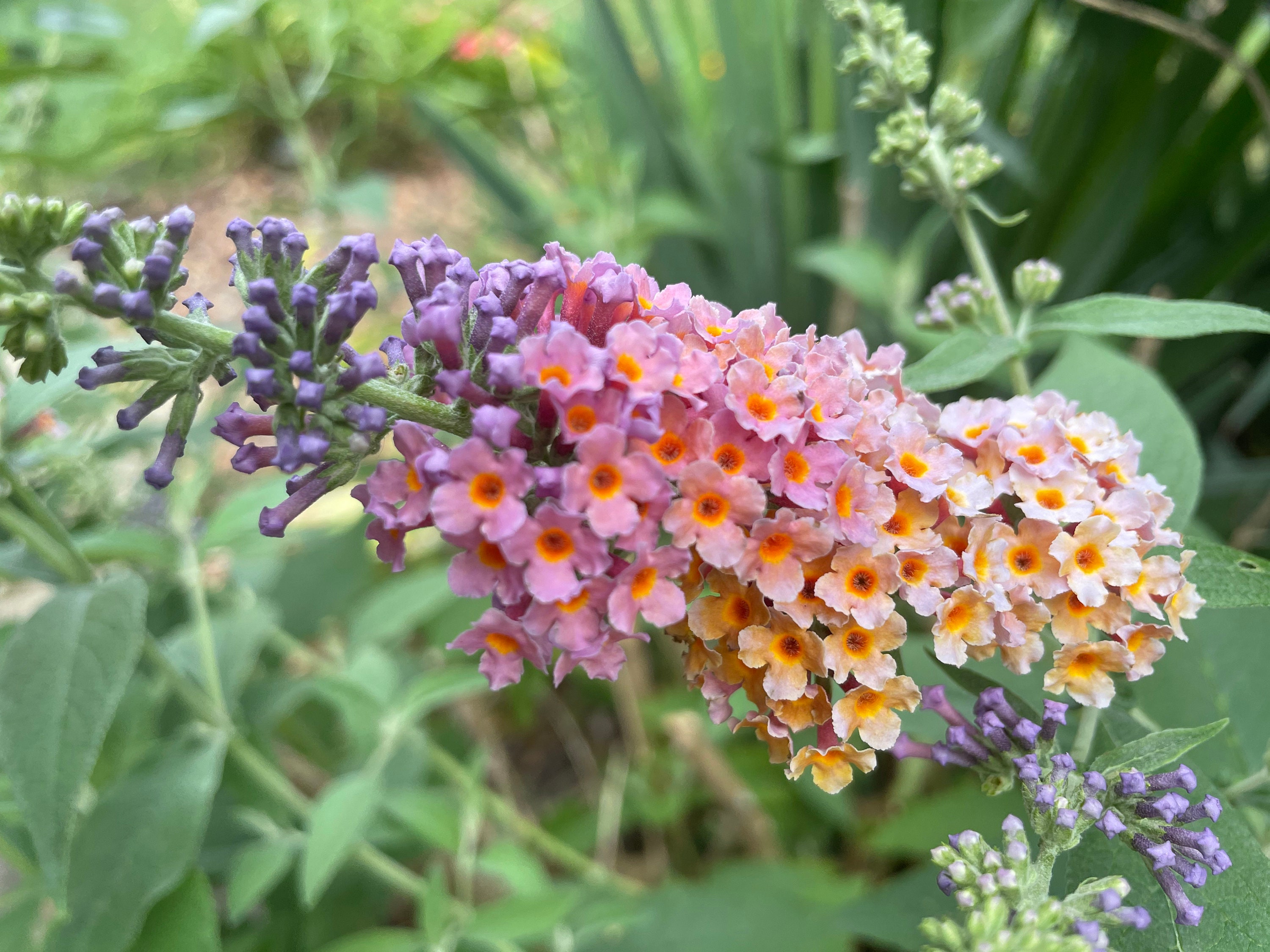 2 Bicolor Butterfly Bushes, Kaleidoscope Butterfly Bush, 6-10 inch starter plant.