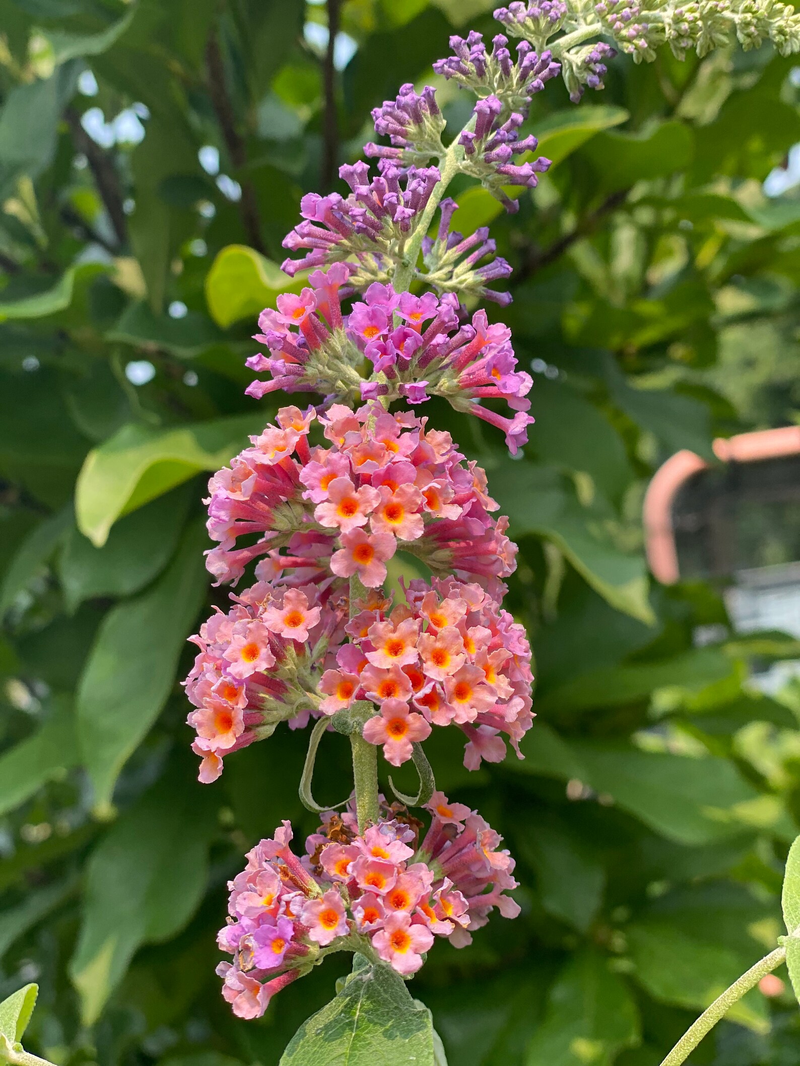 2 Kaleidoscope Bicolor Butterfly Bushes Kaleidoscope Butterfly Etsy