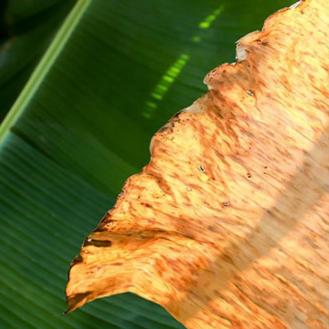 Dried Banana Leaves Great Quality 100 Natural Dry Etsy