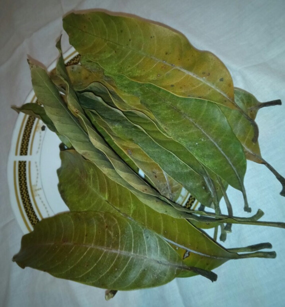 Air Dried Mango Leaves Powder Pure High Quality Organic Ceylon Etsy