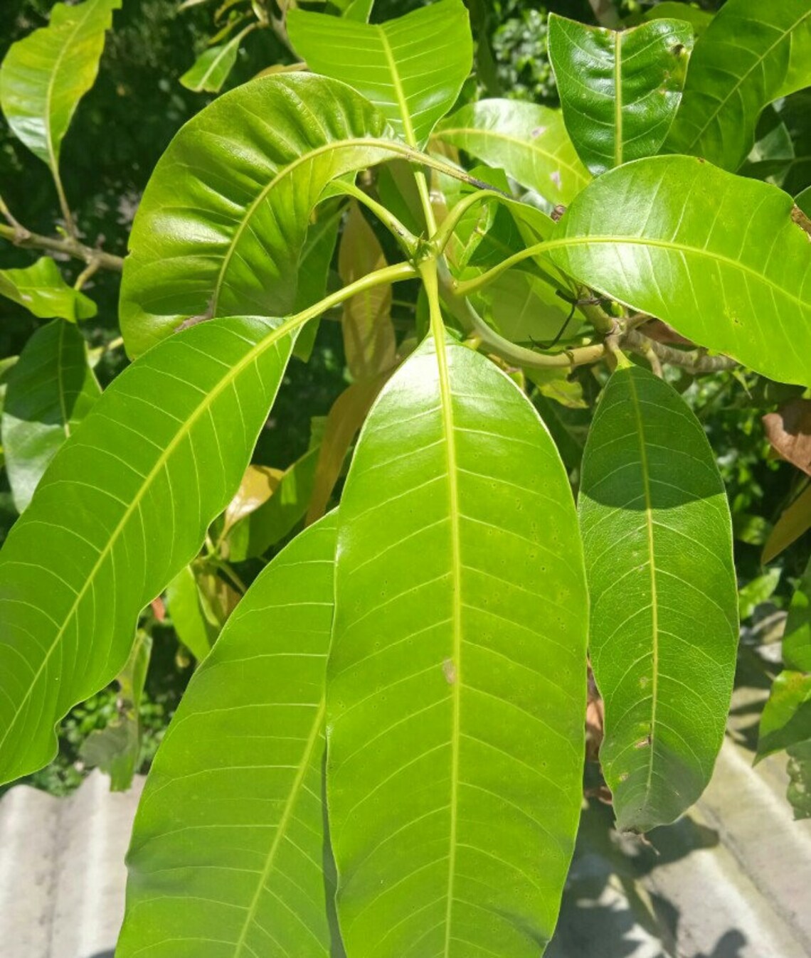 Air Dried Mango Leaves Powder Pure High Quality Organic Ceylon Etsy
