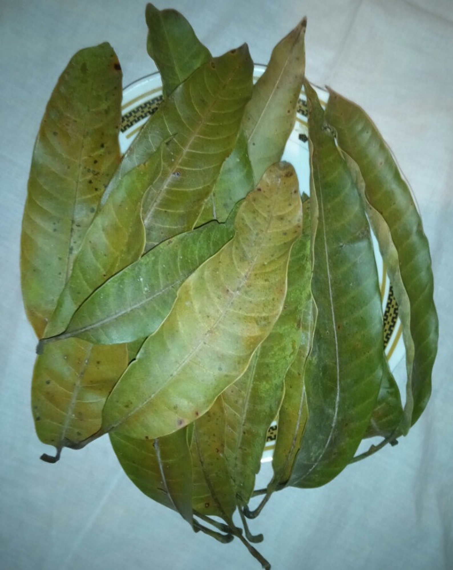 Air Dried Mango Leaves Powder Pure High Quality Organic Ceylon Etsy
