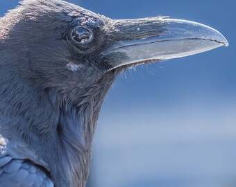 Common Raven profile