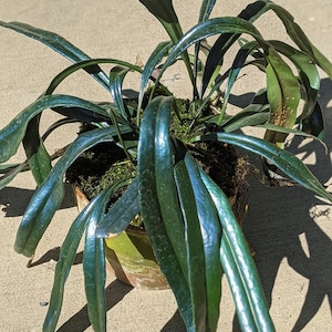 Microsorum thailandicum, rare Blue Oil Fern, 3 year old plants (Non-Exact)