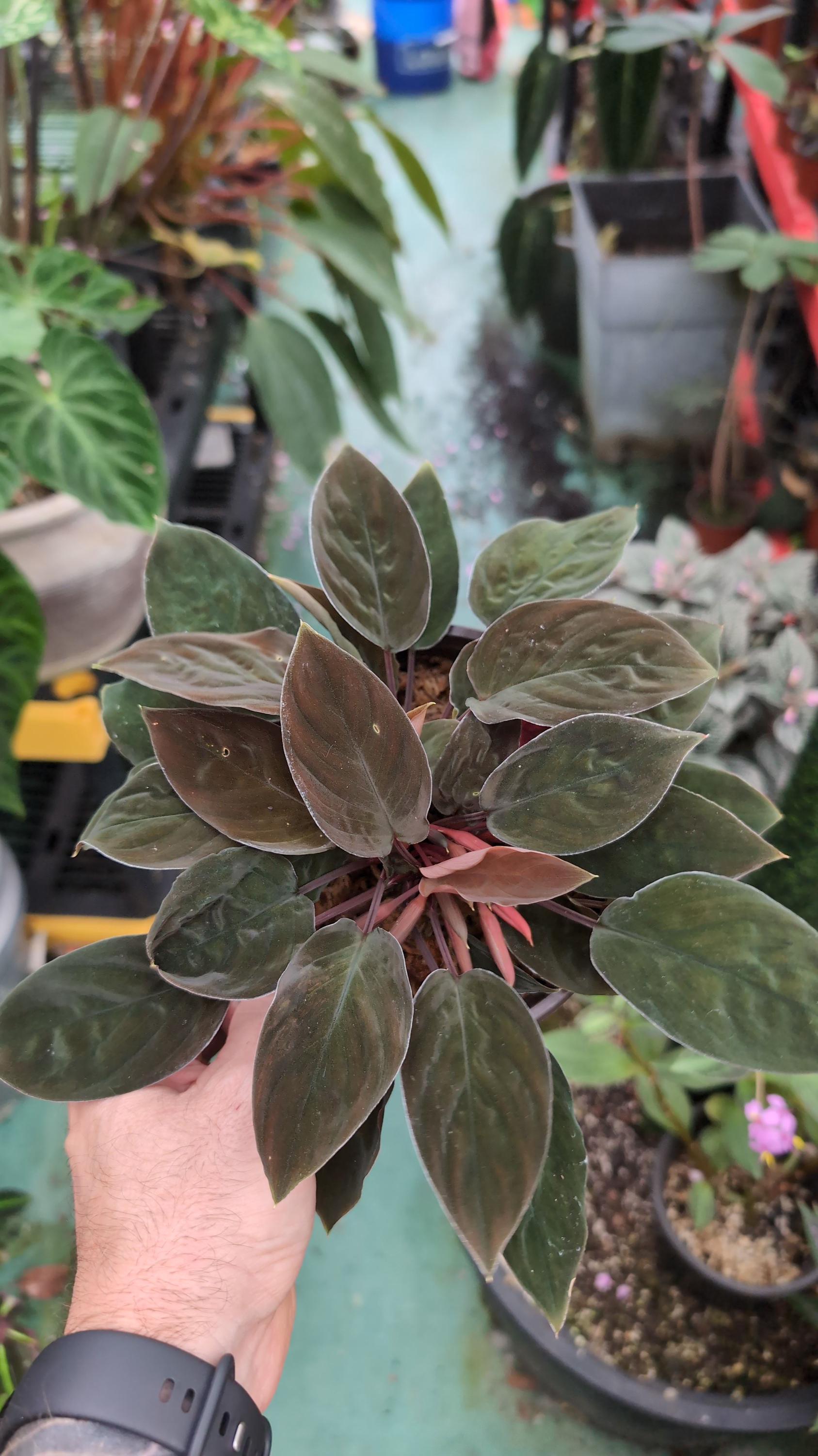 Homalomena aff. vitifolius 赤備 メタルタグ付き