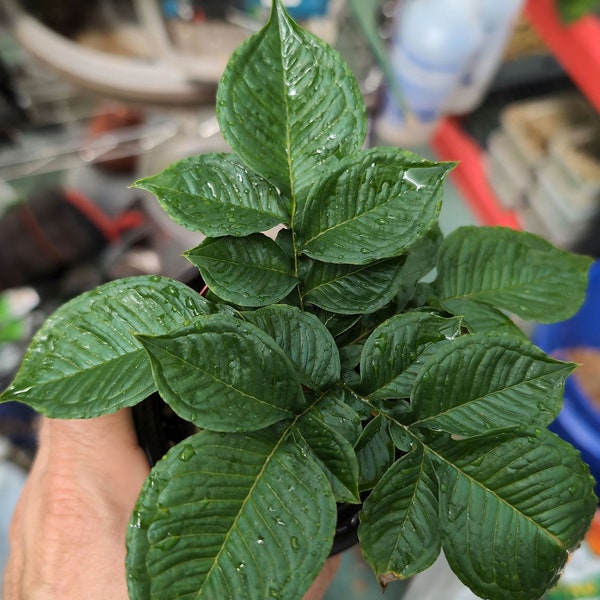 Very rare dwarf cultivar "Pinto" of Amorphophallus konjac (non-exact)