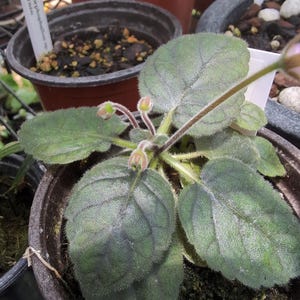 May include: A close-up of a potted plant with large, textured green leaves. The plant has several buds and is in a dark brown pot. A white label with text is visible in the background, along with other potted plants.
