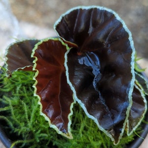 Begonia darthvaderiana (Non-Exact item)