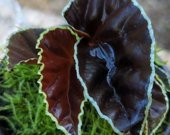 Begonia darthvaderiana (Non-Exact item)