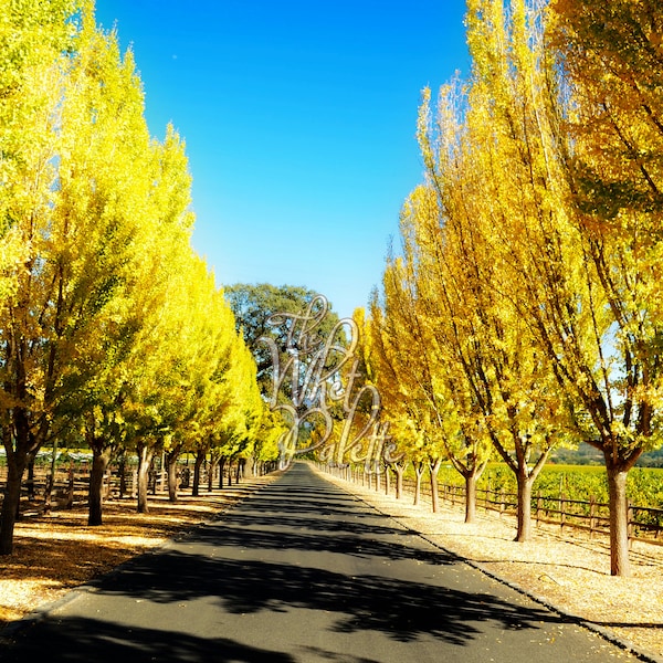 PHOTOGRAPH (Download Only) Napa Valley Far Niente: Road to Happiness
