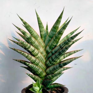 Sansevieria Cordova X Dwonsi X Gabriela (#H47) | Rare Imported Hybrids -  Etsy