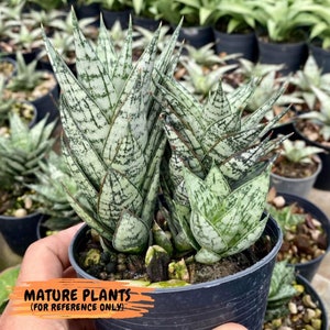 Sansevieria Margarita (#RA1) | Imported House Plants - Etsy