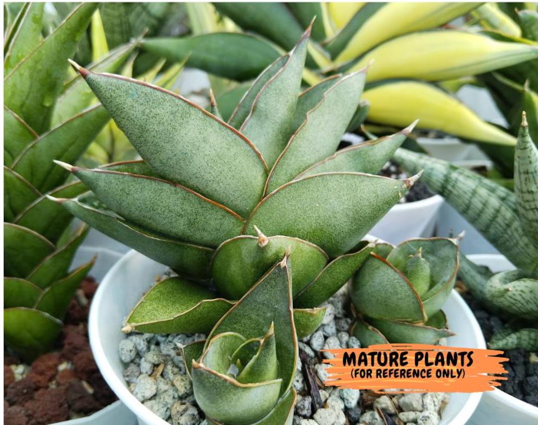 72 希少良型 Sansevieria eilensis Lav.10178 サンスベリア