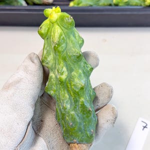 May include: A green cactus cutting with a bumpy texture and yellow accents. The cactus is held in a gloved hand, showcasing its unique shape and color variations. The plant has small spines and a light brown base.