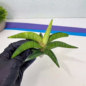Sansevieria Lemon (cj2) (14) | Rare Hybrids image 4