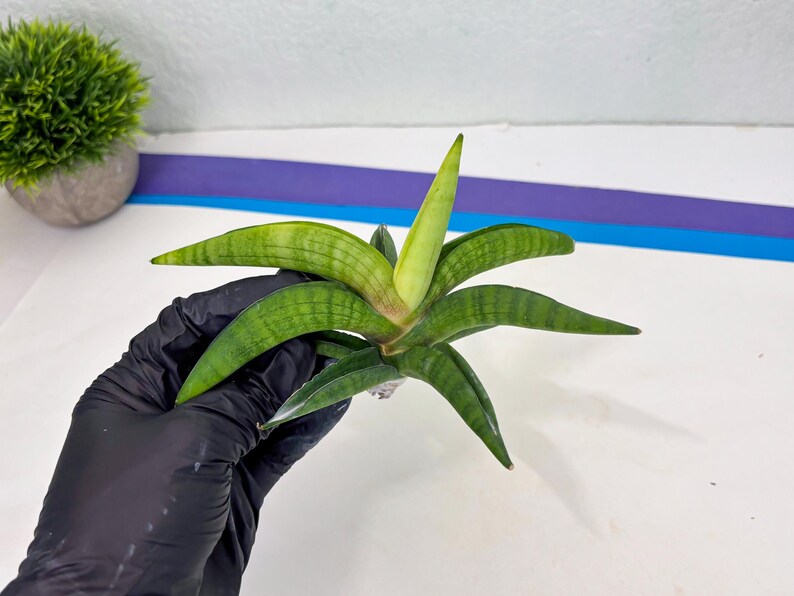 Sansevieria Lemon (cj2) (14) | Rare Hybrids image 4